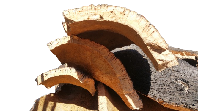 corchos del norte de caceres