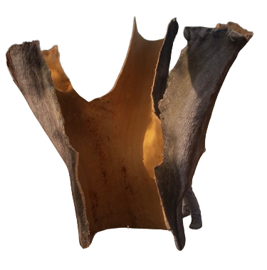 corchos de arbol